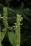 Yellow giant hyssop